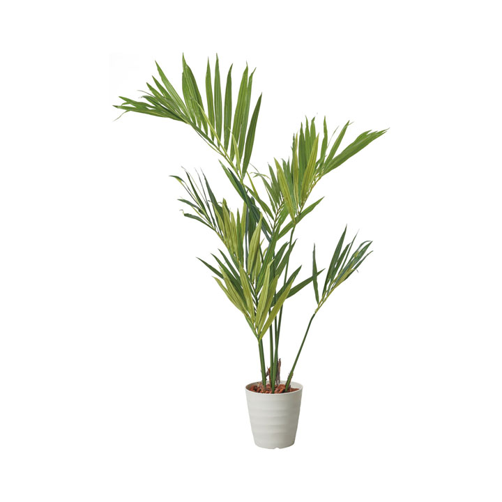 150cmケンチャヤシポット