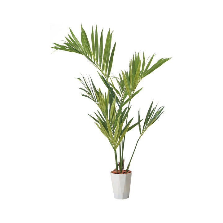 150cmケンチャヤシポット