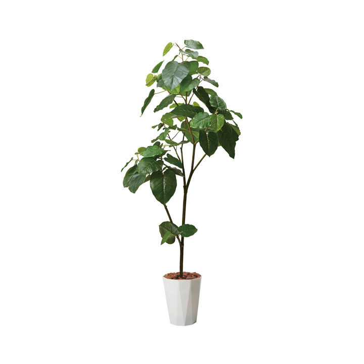 180cmウンベラータポット