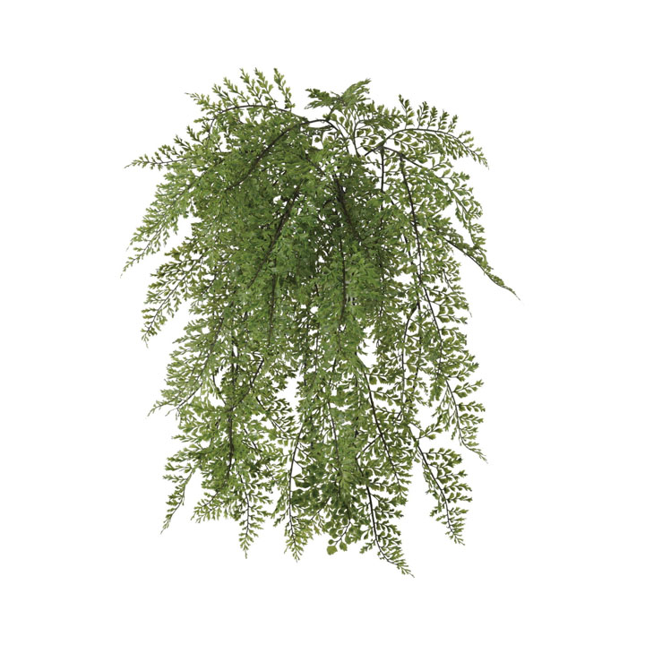 レザーファーン