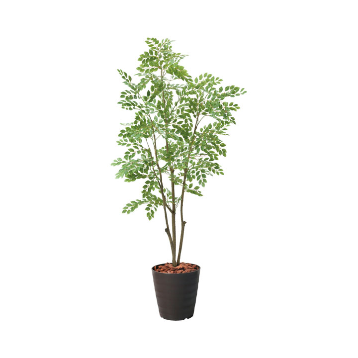 180cmトネリコポット