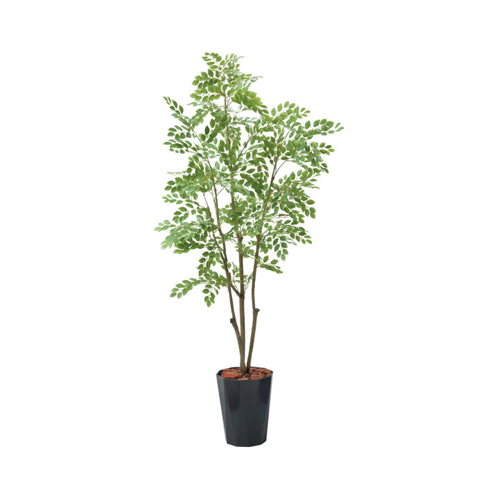 180cmトネリコポット