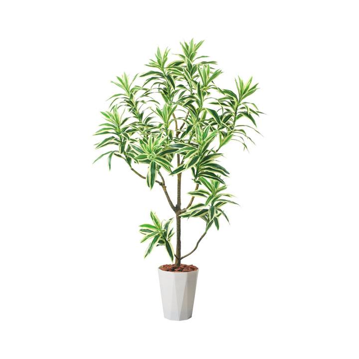 115cmドラセナインディア