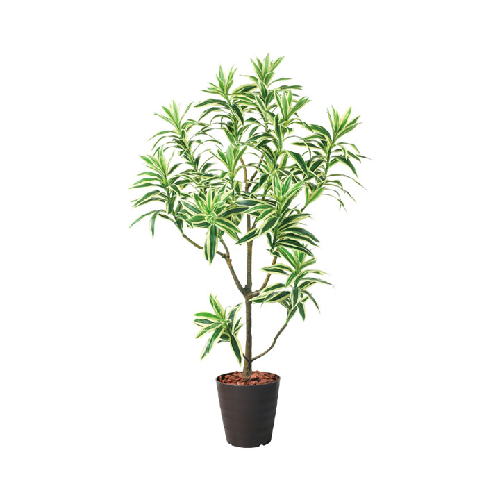 115cmドラセナインディア