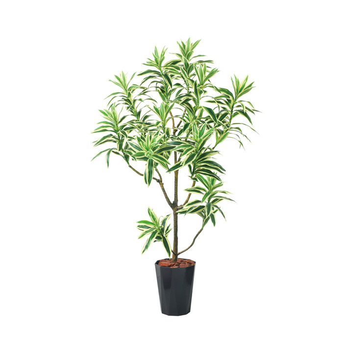 115cmドラセナインディア