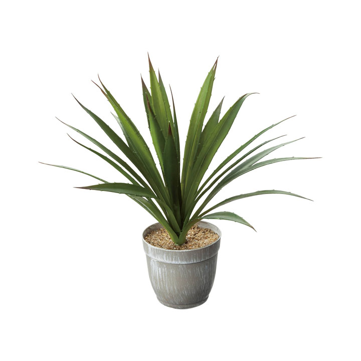 ロングアガべポット