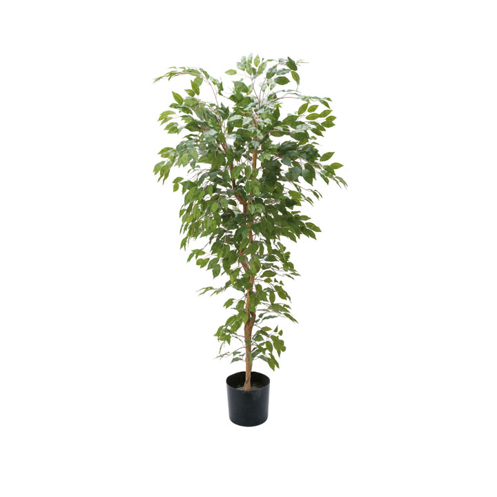 ベンジャミンフィカス1.8m