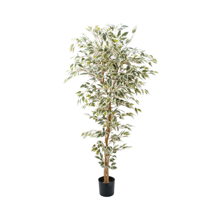 ベンジャミンフィカスハワイアン1.8m