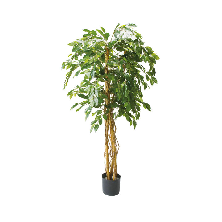 ベンジャミントリプルバイン1.8m