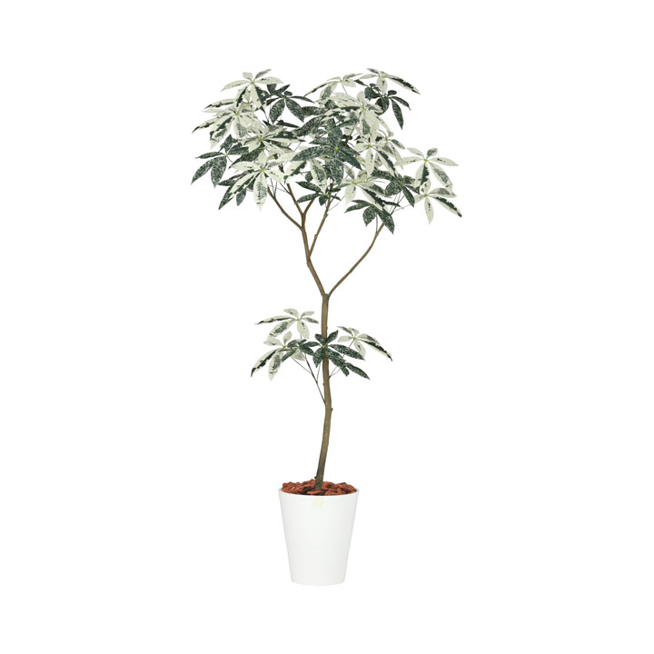 フイリパキラ1.8m