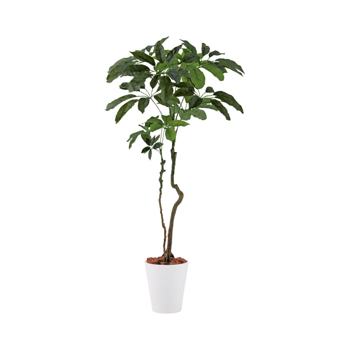 ブラッサイア1.7cm