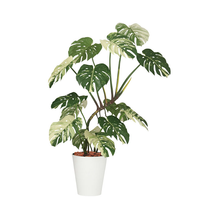 モンステラバリエガータ1.4m