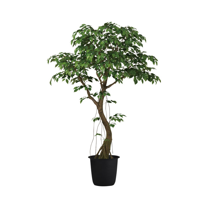 ベンジャミナスプラッシュコアッド2.3m