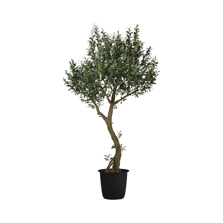 ライブオリーブコアッド2.5m