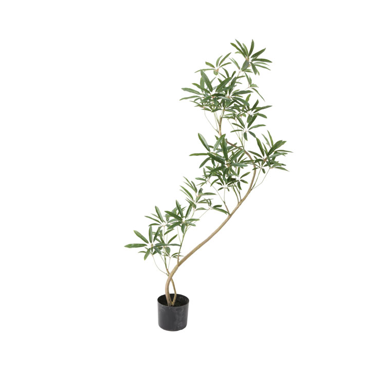 シェフレラアンガスティフォリア