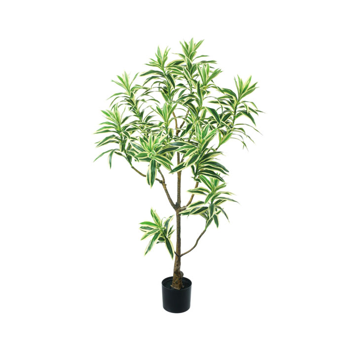 ドラセナインディア