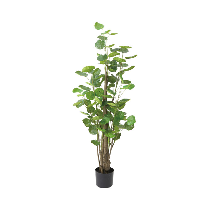 ポリシャスフリスビー