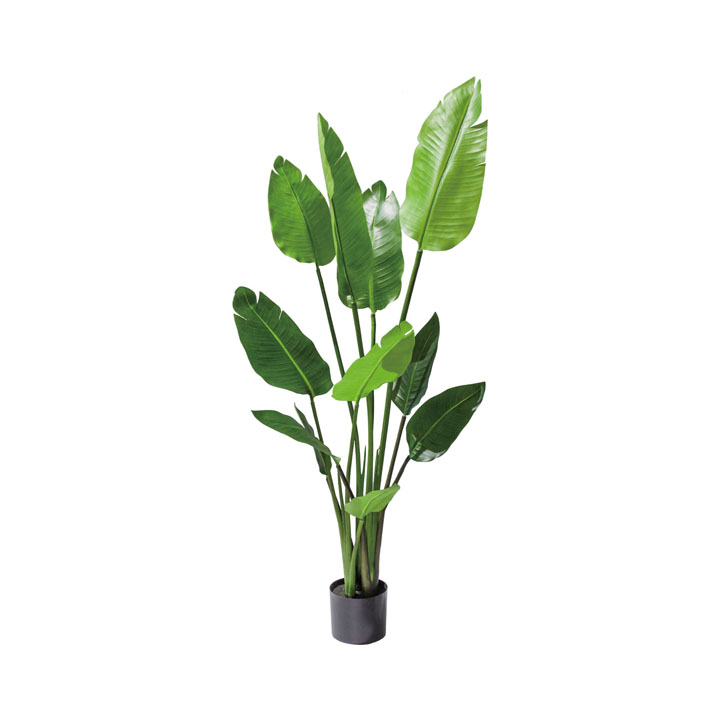 120cmオーガスタ