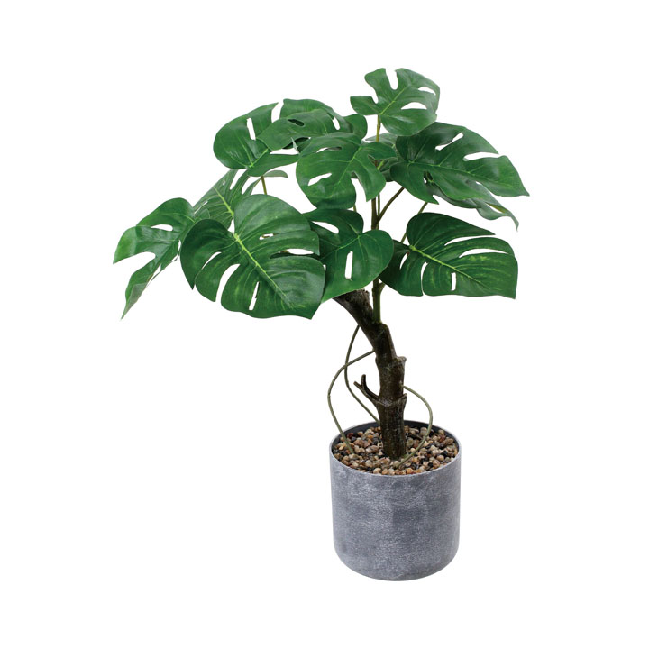 35cmモンステラポット