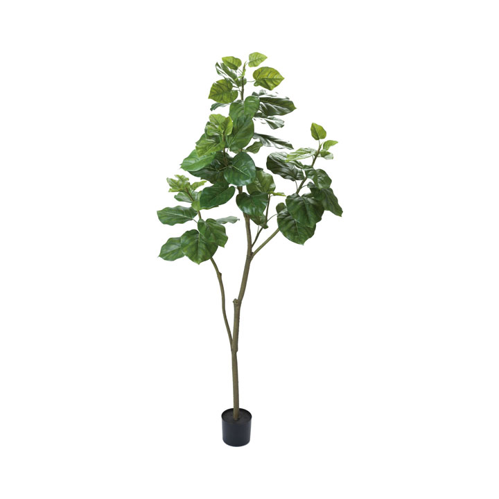 180cmウンベラータ