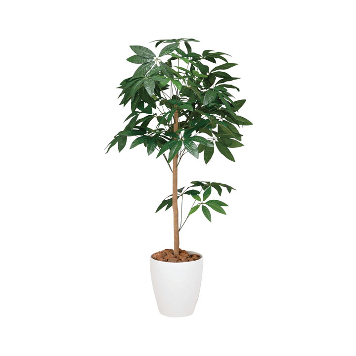 パキラトピアリー1.5m