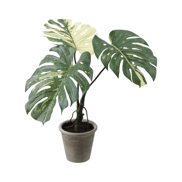 モンステラバリエガータポット