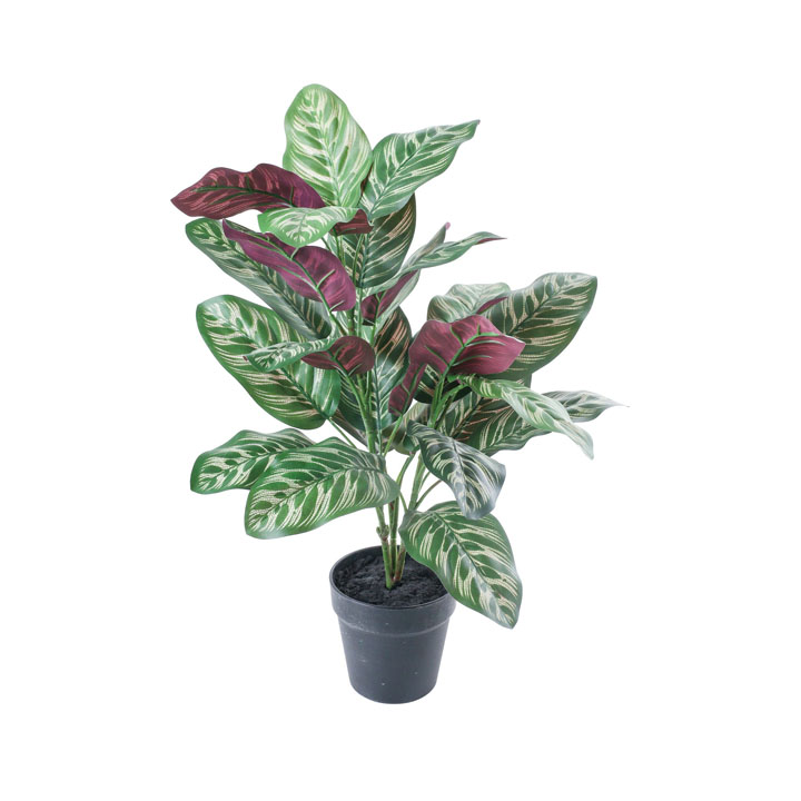 カラテアポット