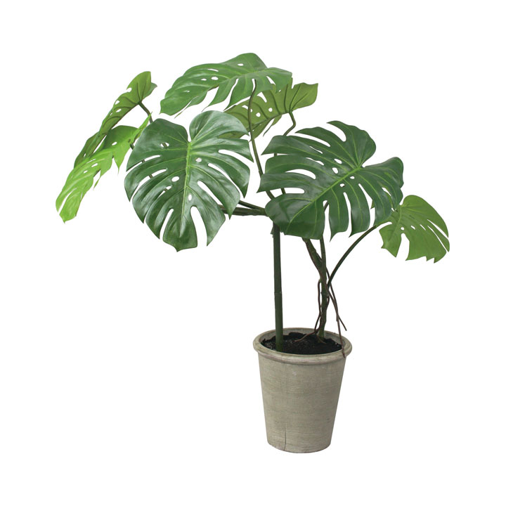 モンステラポット