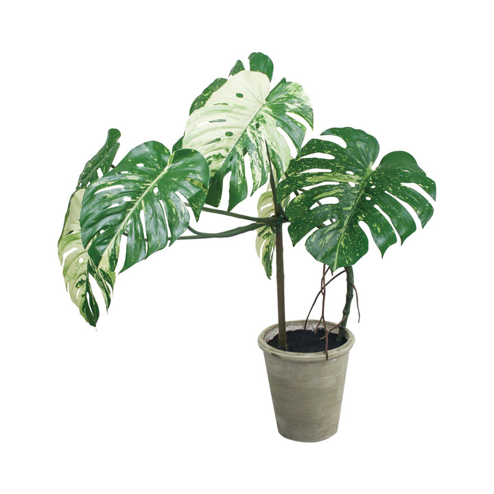 モンステラポット