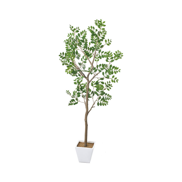 トネリコツリー