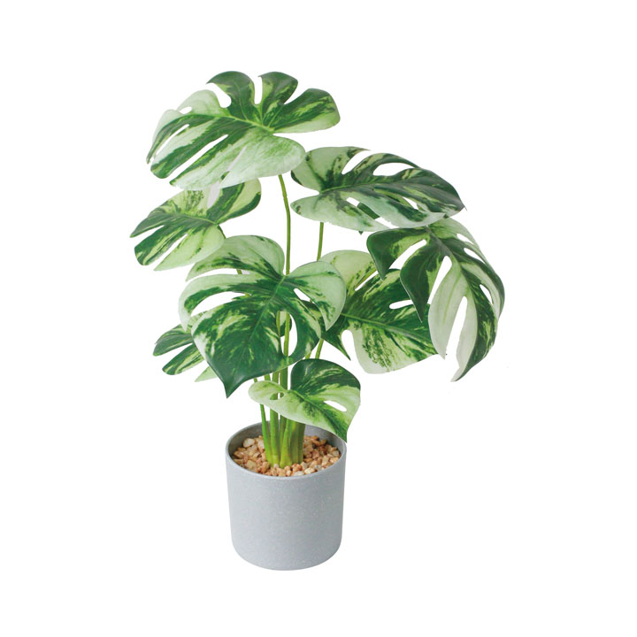 モンステラバリエガータセメントポット