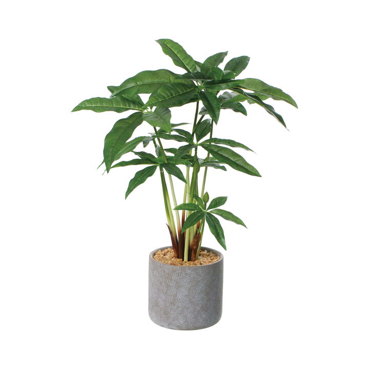 パキラセメントポット