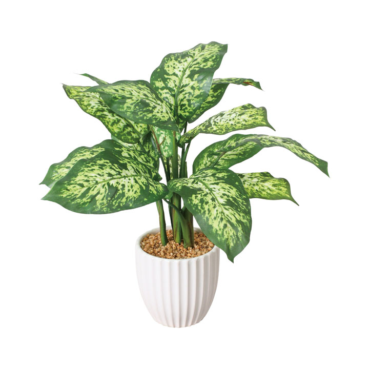 デフェンバキアポット