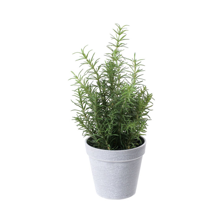 ローズマリーポット