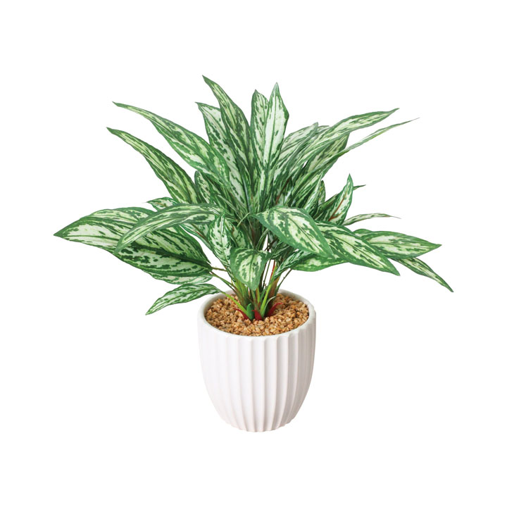 アグラオネマポット