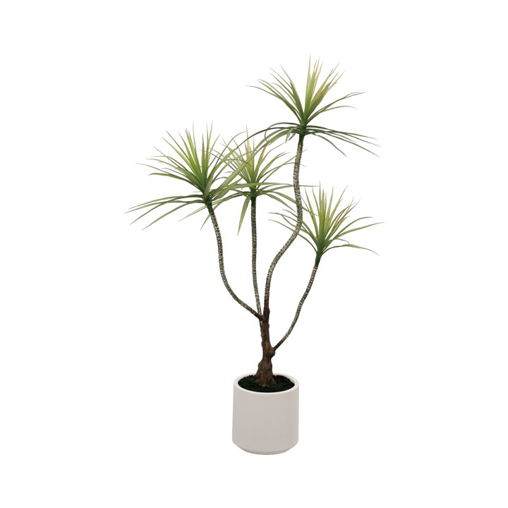 ドラセナポット