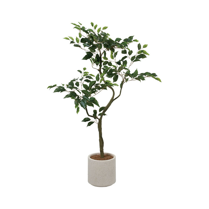 ベンジャミンポット