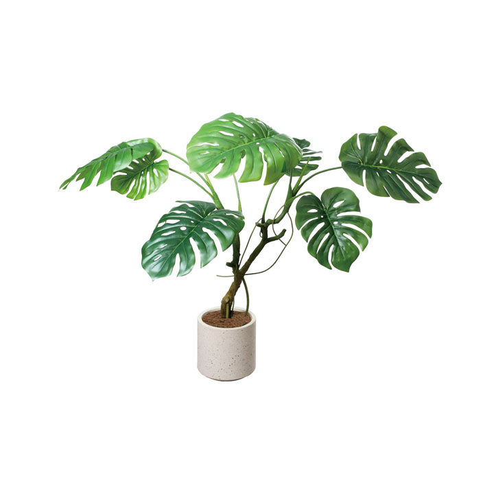 モンステラポット