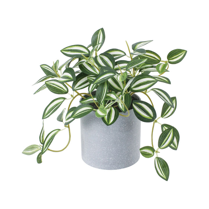 トラディスポット