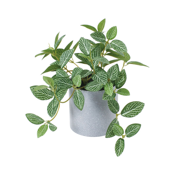 フィトニアポット