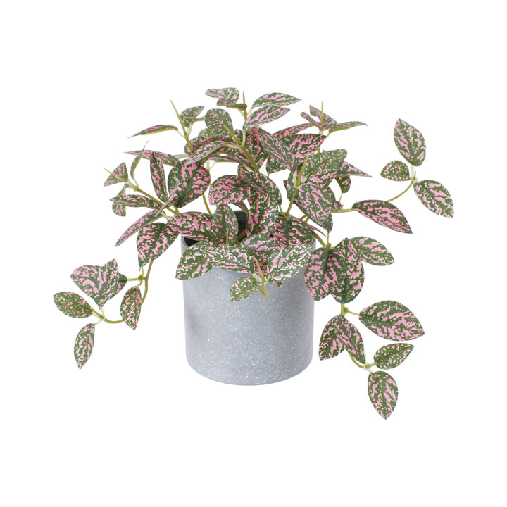 ヒポエステスポット