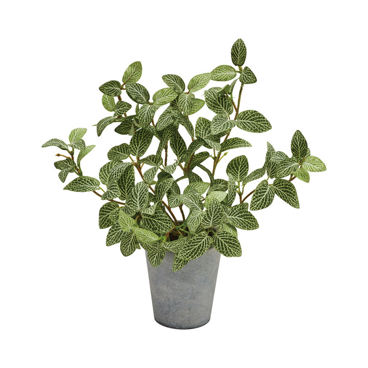 フィトニアポット