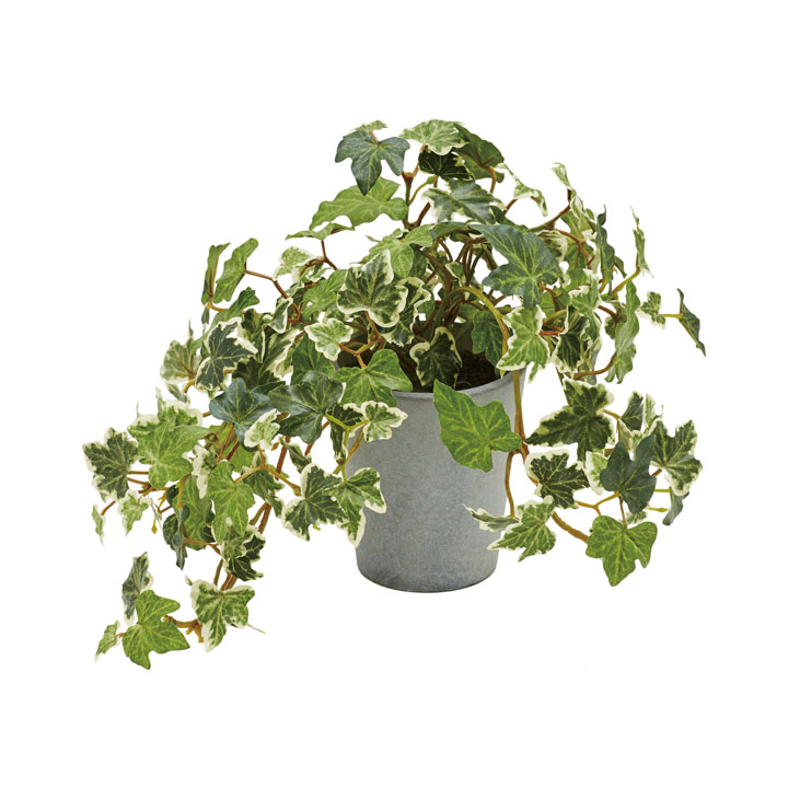 イングリッシュアイビーポット