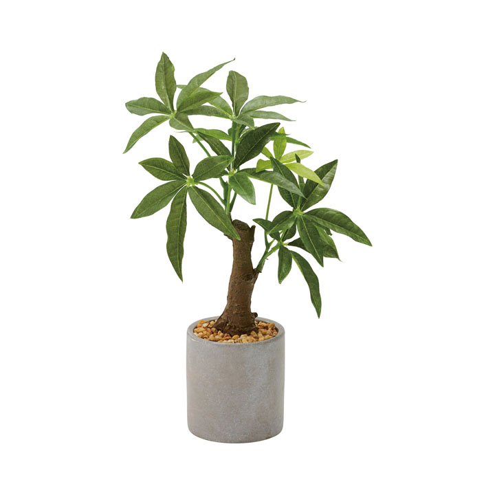 パキラセメントポット