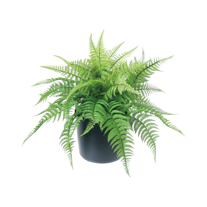 ファーンポット