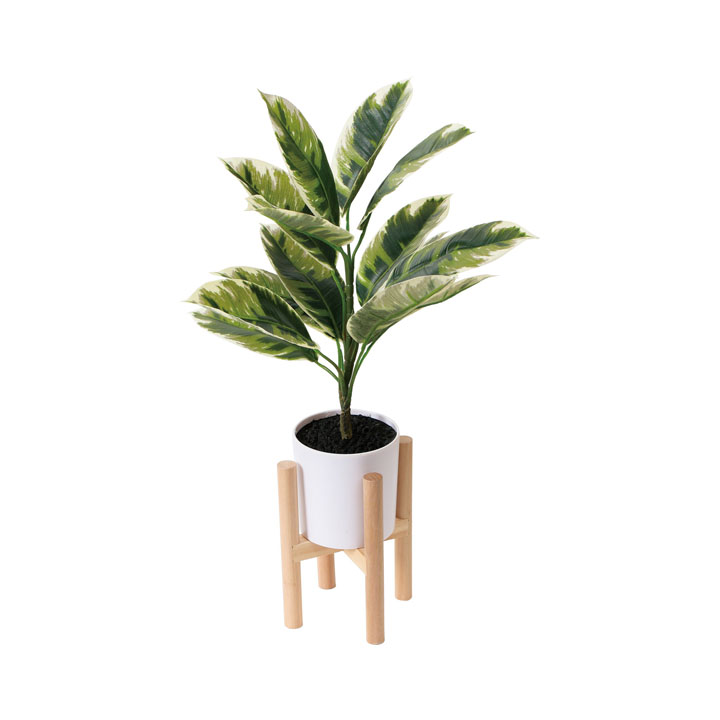 フィカススタンディングポット