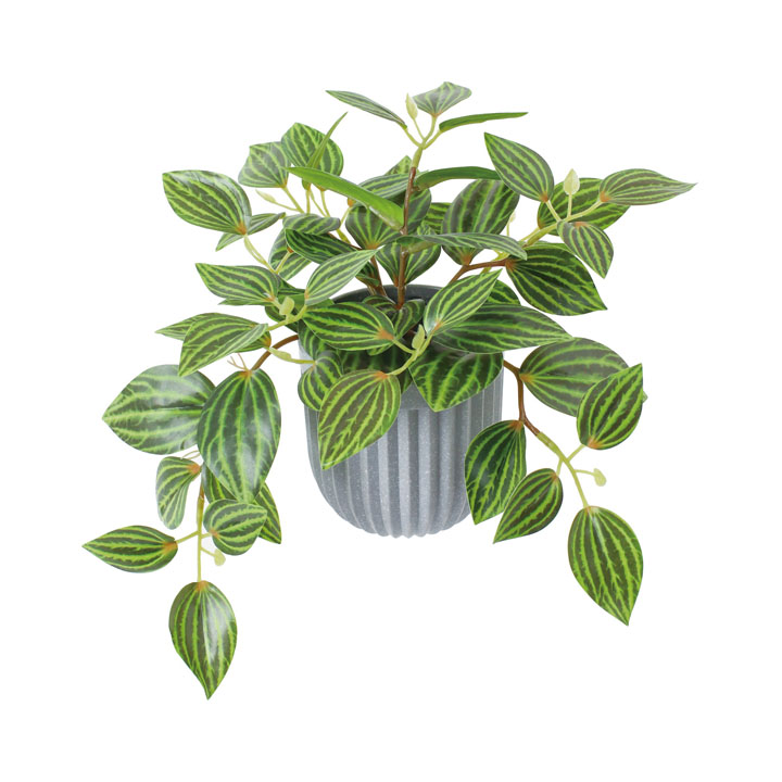 ペペロミアポット