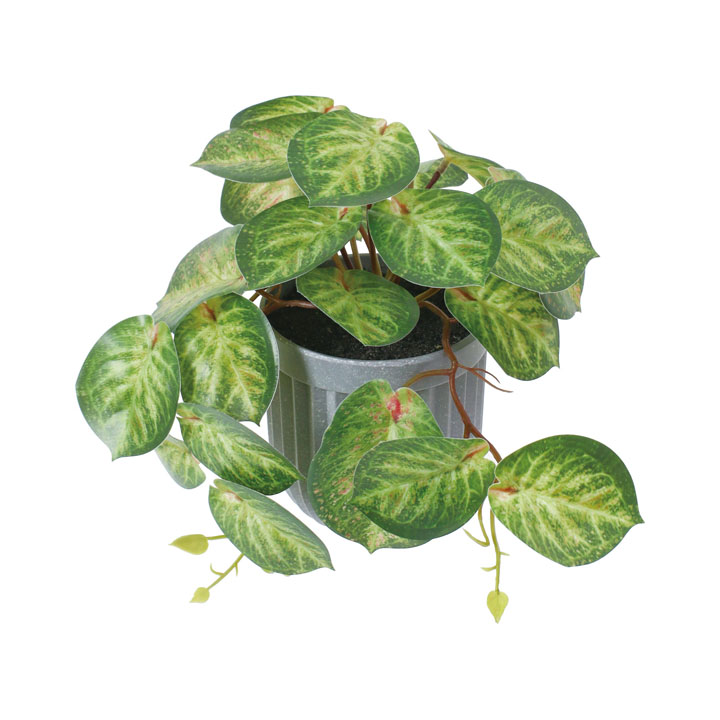 カラテアポット