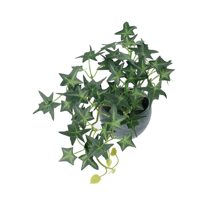 ミニアイビーポット