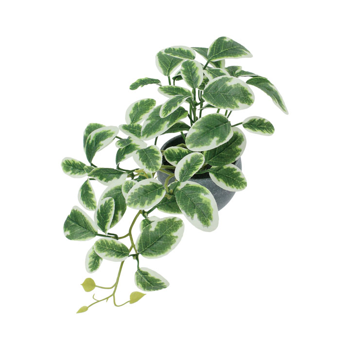 ミニプミラポット